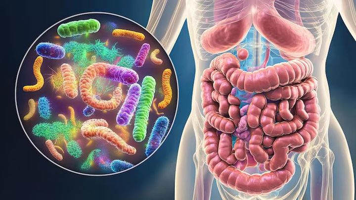 Gut Bacteria Explanation: Overview of Good and Harmful Microbes