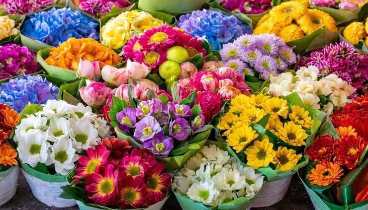 Flowers Introduction: Key Suggestions for Plant Enthusiasts